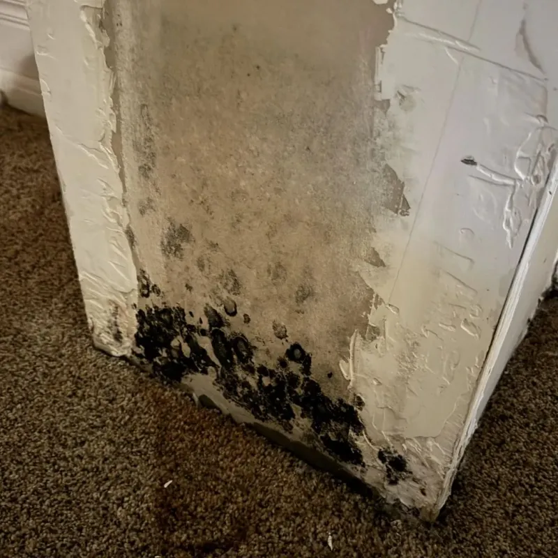 Professional Mold Removal in Beaver County, UT